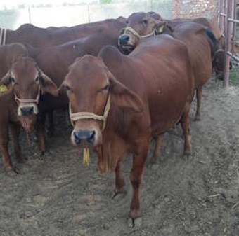Sahiwal Cow, Color : brown