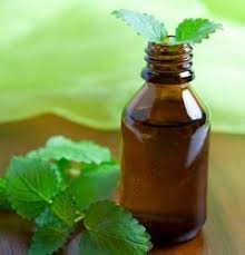 Himalayan Mint Essential Oil