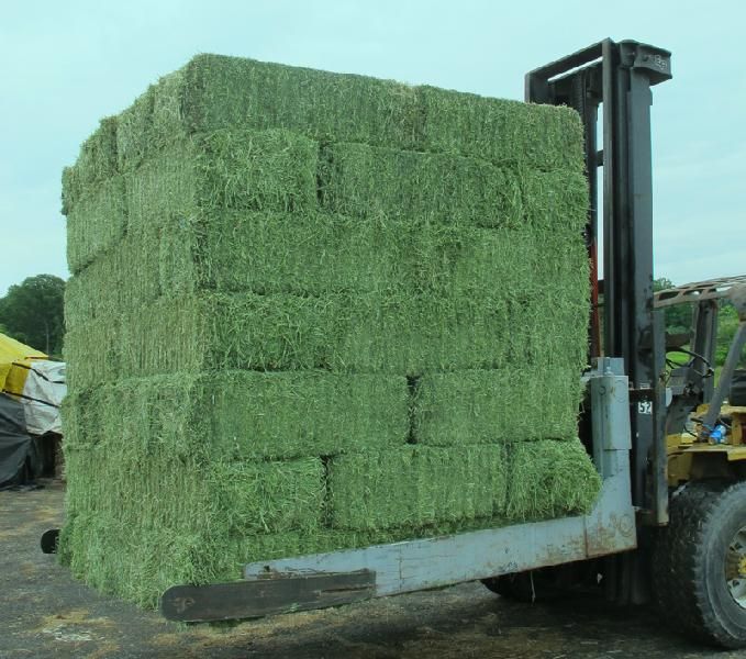 Alfalfa Hay