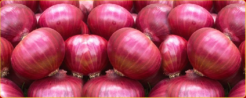 fresh red onion