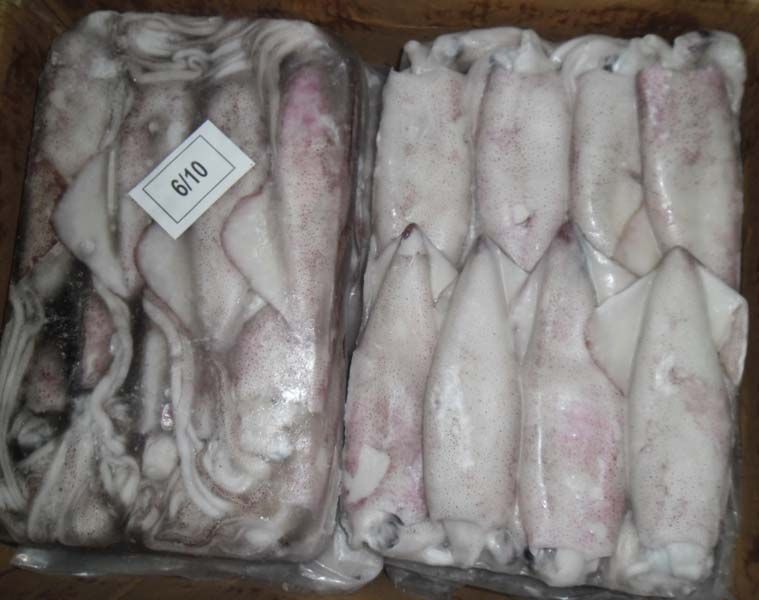 Frozen Squid