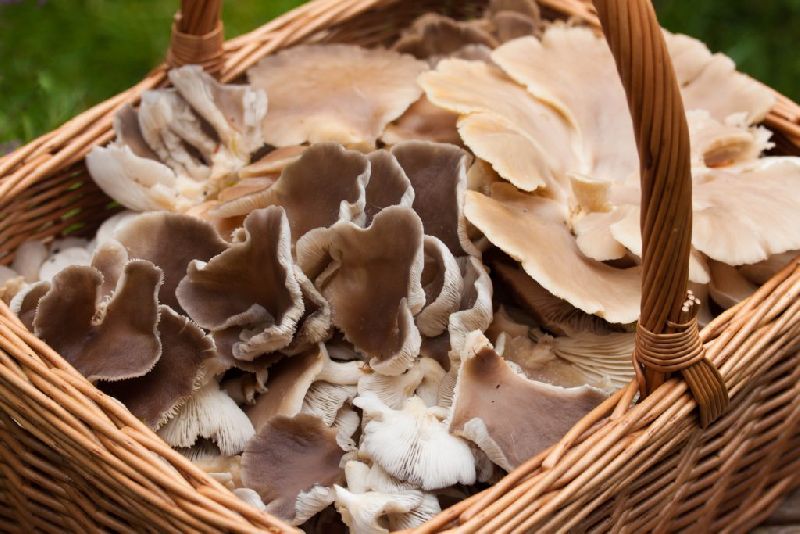 oyster mushroom