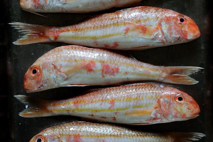 RED MULLET & GREY MULLET FISH