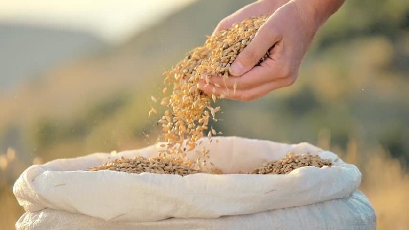 wheat seeds