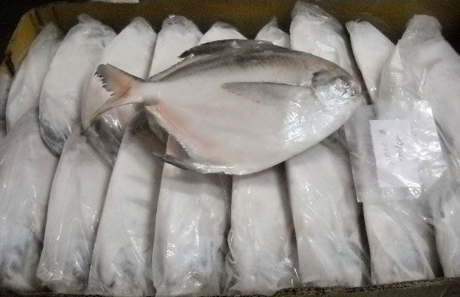 WHITE SILVER POMFRETS FISH
