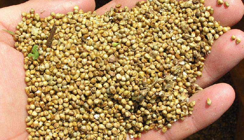 Yellow Millet Seeds