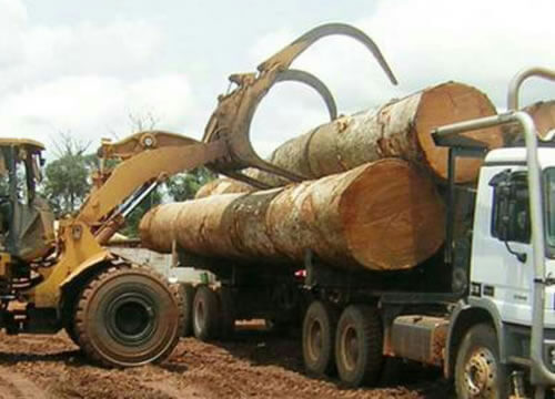Mahogany Timber Logs