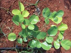Chandan Plant