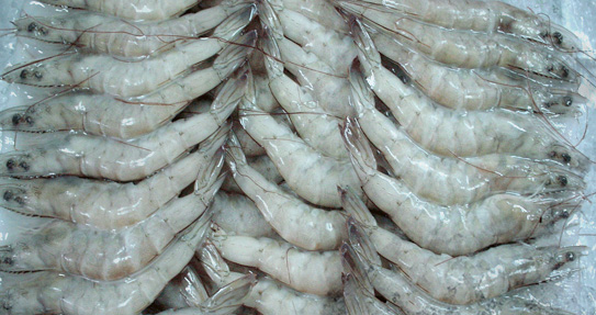 Frozen Pud Shrimps