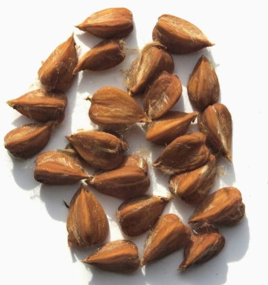 Beech Nuts