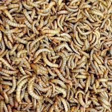 Dried Maggot Meal