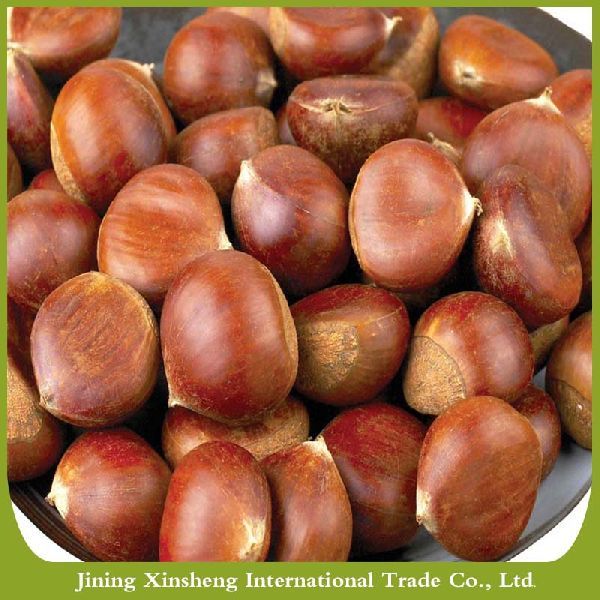 Fresh Chestnuts