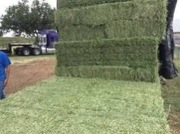 Organic Alfalfa Hay Bales /Alfalfa Grass Hay/Alfalfa Hay Pellets For Animal Feed