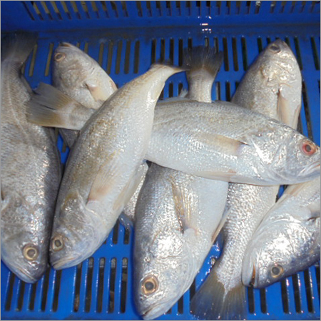 Frozen Cod Fish