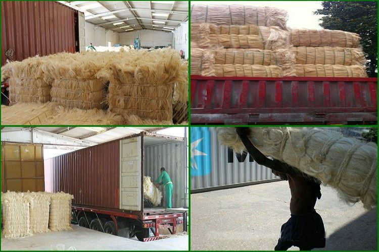 Sisal Fiber