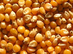 Common Maize Seeds, for Animal Feed, Human Consuption, Packaging Type : Plastic Pouch, PP Bag, Vaccum Pack