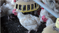 Poultry Net, Width : 2 (m)