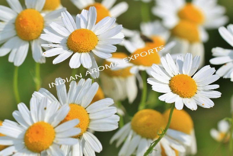 Natural Chamomile Orange Essential Oil