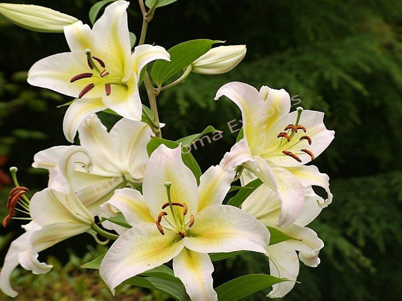 Natural Lily Essential Oil