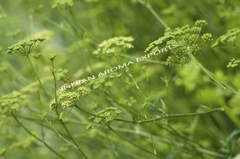 Natural Parsley Essential Oil