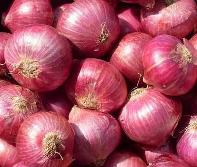 fresh onion