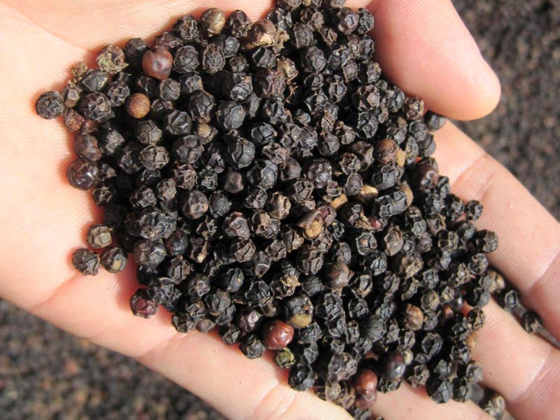 Black Pepper Seeds