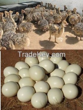 Fertile Ostrich Eggs And Chicks