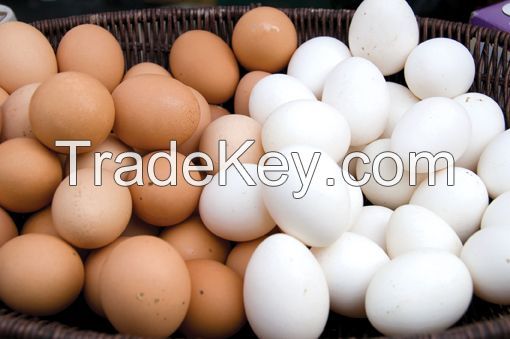 Fertilized Turkey Eggs