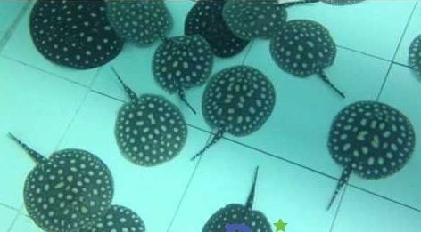 Leopoldi Stingray Potamotrygon Leopoldi