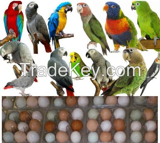 Parrot Eggs
