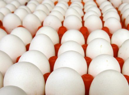 Turkey Eggs For Hatching