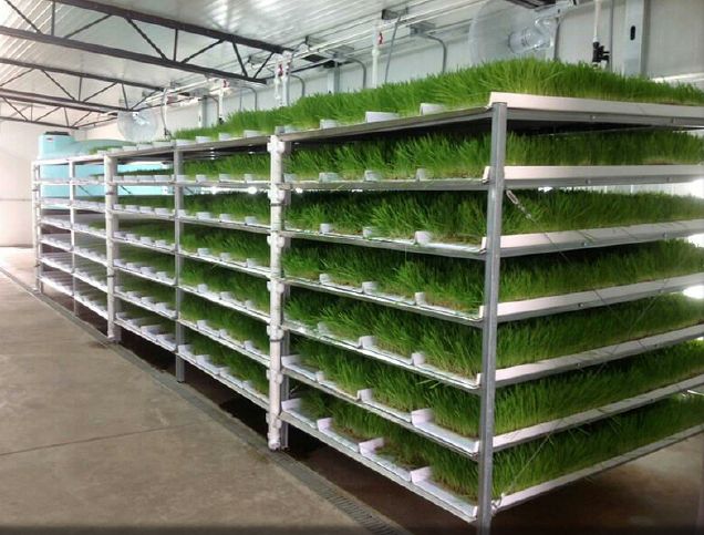 Hydroponic At Best Price In Bankura West Bengal Sayan