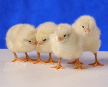 Live Chicken Chicks