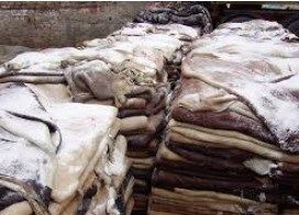 Wet Salted Hides & Skins