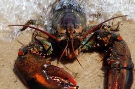 Live and frozen Maine Lobster