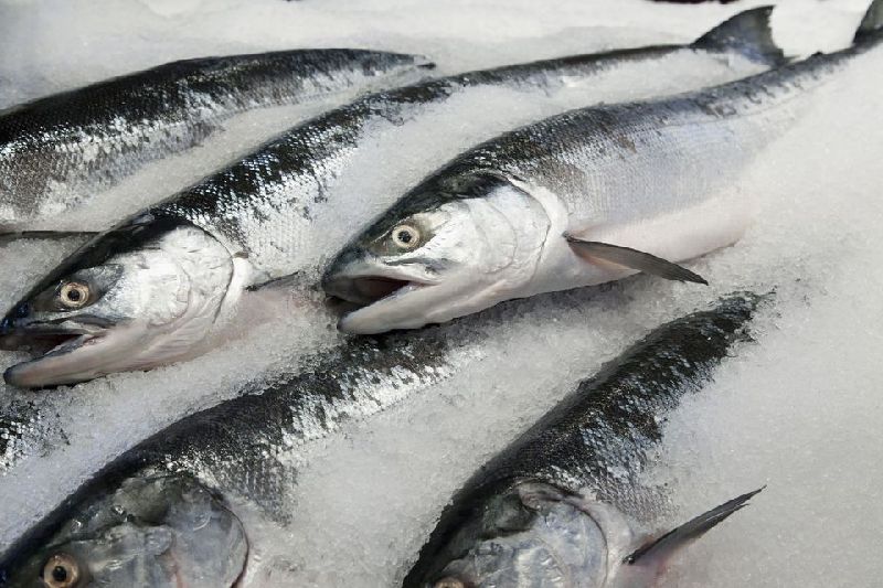 Frozen Salmon Fish Fillets by NW Trading Ltd, Frozen Salmon Fish ...