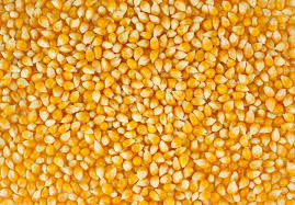 Organic Yellow Maize Seed, for Animal Food, Human Food