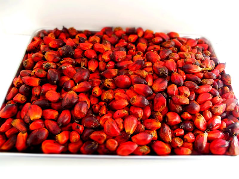 palm-kernel-seeds-buy-palm-kernel-seeds-in-jakarta-indonesia-from-pt