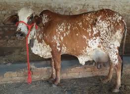 Live Rathi Cow