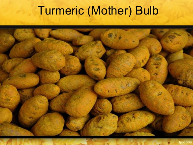 Turmeric Bulb