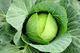 Fresh Cabbage, Color : Natural