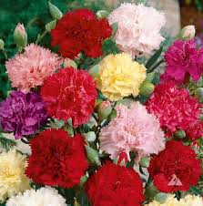 Fresh Carnation Flowers, Color : Natural