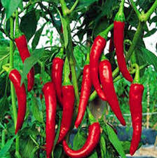Fresh Red Chilli, Packaging Type : as your requirements