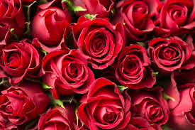 Fresh Red Roses, Color : Natural