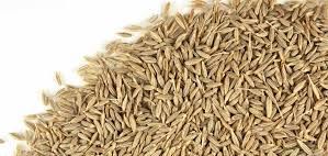 Cumin seeds, for Cooking, Feature : Healthy, Improves Acidity Problem