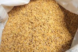 Organic Hard Paddy Rice, for Human Consumption, Packaging Type : Jute Bags, Plastic Sack Bags