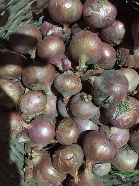 Healthy Onion, Color : reddish