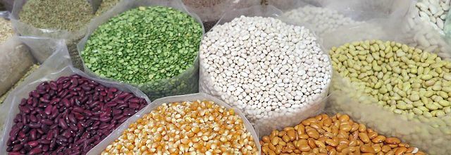 Organic Pulses and Grains, Shelf Life : 12-36 months