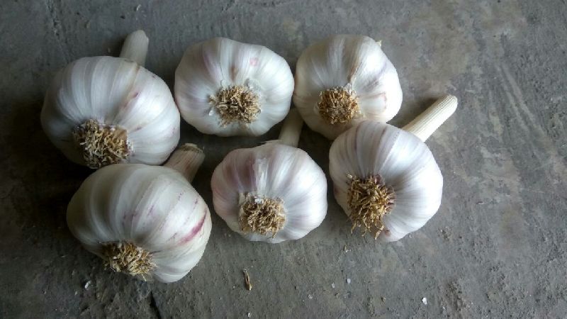 Garlic utie