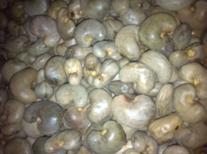 dried raw cashew nuts in shell